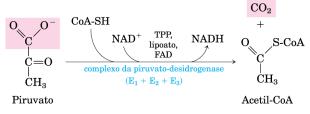 Impermeável a íons; Contém as proteínas do complexos da cadeia