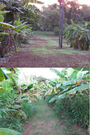Figura 3 Trecho do Sistema Agroflorestal (SAF) do CEPTA/ICMBio, Pirassununga (SP) (Fonte: Ana Elisa Teixeira da Silva, 20