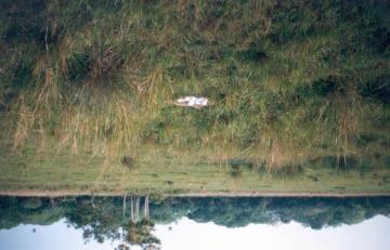 11 Densidades, Tamanho de Grupo de Emas no Pantanal Sul 4.