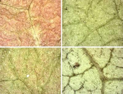 Figura 5 - Fotografia Microscópica Folhas Caquizeiro Fonte: Elaborado pelos autores, com base na pesquisa.