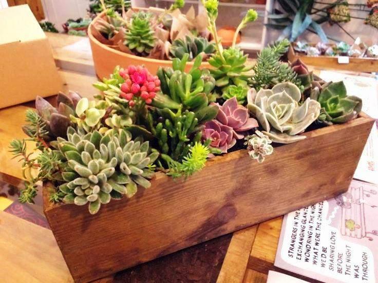 11 - DECORAÇÕES DIVERSAS As suculentas são plantas incríveis mesmo e existe uma infinidade de ideias para criar com essas plantas.