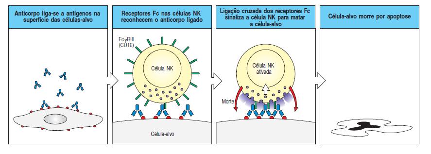 Diferente dos linfócitos T e B os seus receptores não são