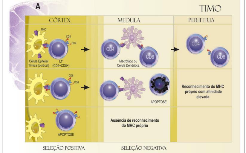 Os timócitos duplo-positivos entram em contato com peptídeos próprios ligados às moléculas de MHC sobre células epiteliais no córtex tímico e sobre macrófagos e células dendríticas na medula tímica.