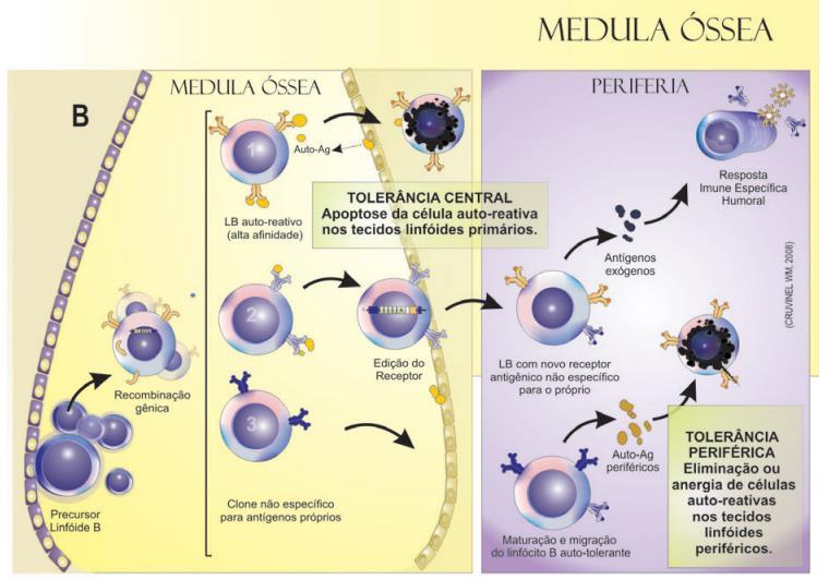 Linfócitos imaturos que reconhecem os antígenos próprios com alta afinidade na medula óssea são eliminados por apoptose (1) ou mudam a sua especificidade antigênica (2).