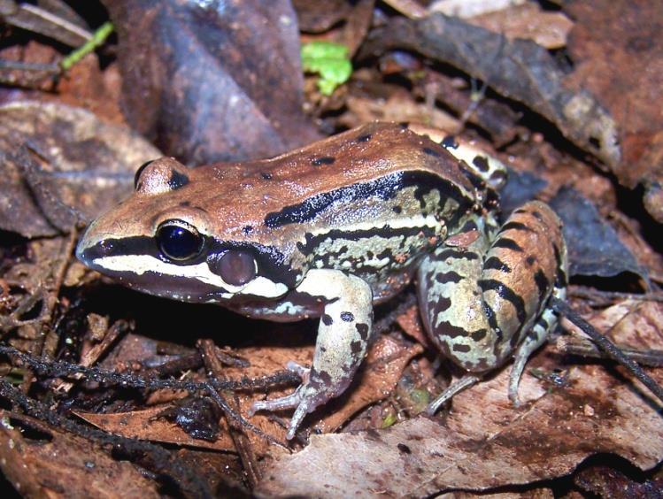 Leptodactylus mystacinus (Burmeister, 1861) Figura 81: Distribuição geográfica de Leptodactylus mystacinus na América do Sul.