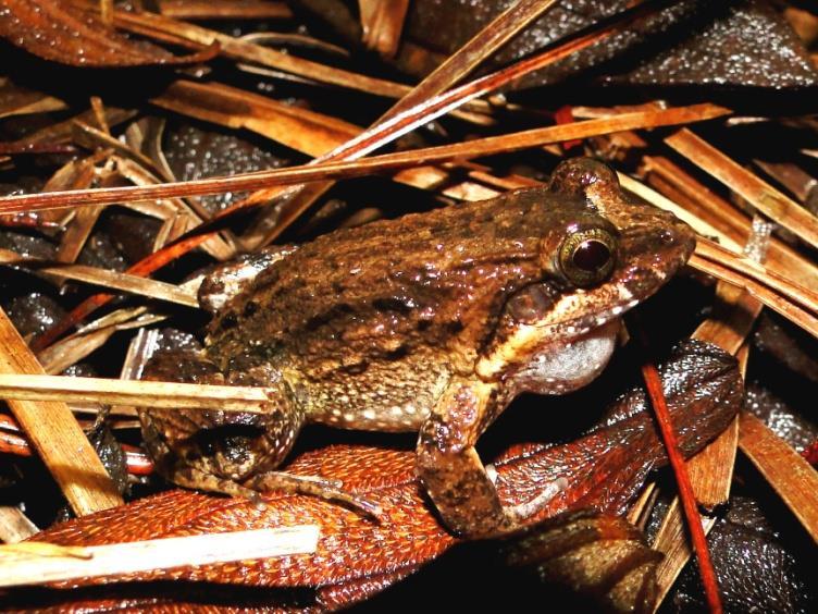 Leptodactylus podicipinus (Cope, 1862) Figura 83: Distribuição geográfica de Leptodactylus podicipinus na América do Sul.