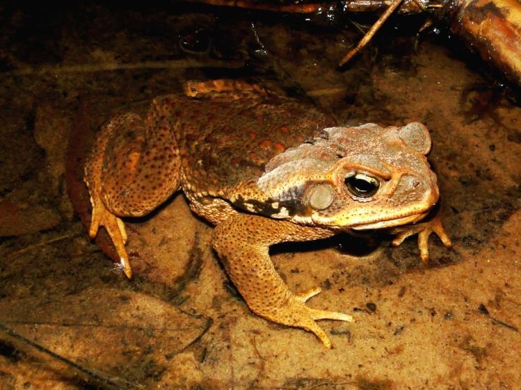 Rhinella schneideri (Werner, 1894) Figura 19: Distribuição geográfica de Rhinella schneideri na América do Sul. Esta espécie apresenta ampla distribuição geográfica na América do Sul (Figura 19).