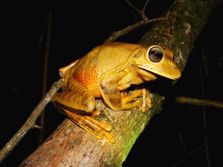 Hypsiboas faber (Wied-Neuwied, 1821) Figura 35: Distribuição geográfica de Hypsiboas faber na América do Sul.