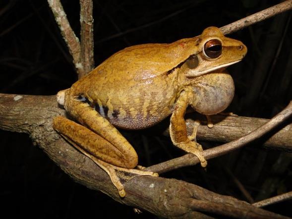 Hypsiboas raniceps Cope, 1862 Figura 39: Distribuição geográfica de Hypsiboas raniceps na América do Sul. Esta espécie apresenta ampla distribuição geográfica na América do Sul (Figura 39).