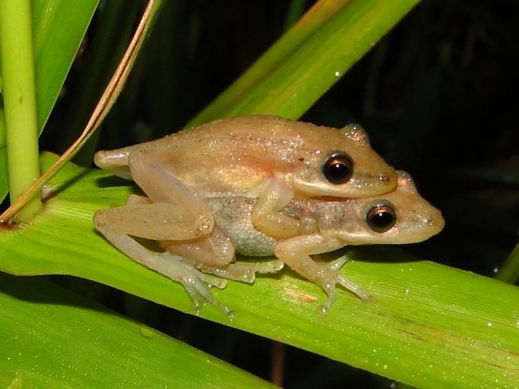 Scinax fuscomarginatus (Lutz, 1925) Figura 45: Distribuição geográfica de Scinax fuscomarginatus na América do Sul. Esta espécie apresenta ampla distribuição geográfica na América do Sul (Figura 45).