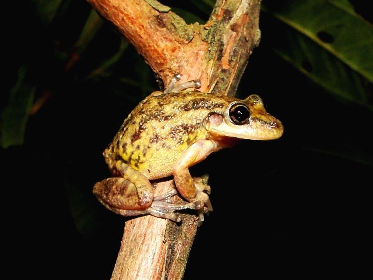 Scinax similis (Cochran, 1952) Figura 51: Distribuição geográfica de Scinax similis na América do Sul.