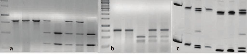 48 Relatório de Projetos Concluídos 2011 No estudo de validação dos genes candidatos, os três genótipos possíveis foram encontrados na população avaliada, indicando que os marcadores estão segregando