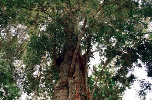 2 MORFOLOGIA DA ÁRVORE 3 Árvore de pau-brasil em Floresta Tropical do Bioma Mata Atlântica. Forma florestal, com caule alongado e fuste com mais de 15 m de altura.