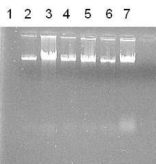 Extração de DNA a partir de coágulos sanguíneos bovinos 11 Fig. 2.