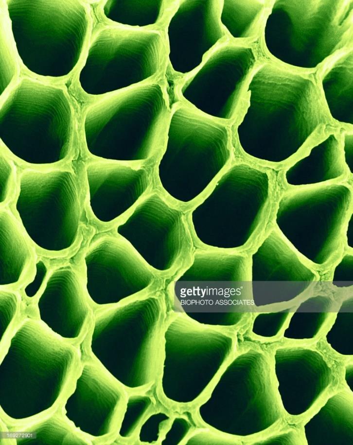 These cells are often found under the epidermis, or the outer layer of cells in young stems and in leaf veins.