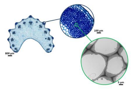 Colênquima exemplos de táxones Colênquima laminar paredes tangenciais Sambucus nigra, Cucurbita, Sanguisorba, Rhoeo, Eupatoria Colênquima angular - cantos das células Ficus,