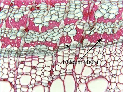 FIBRAS floémicas Transverse section of linden tree (Tilia).