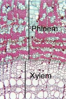 magnification shows the cambial region where the wood is adjacent to the phloem.