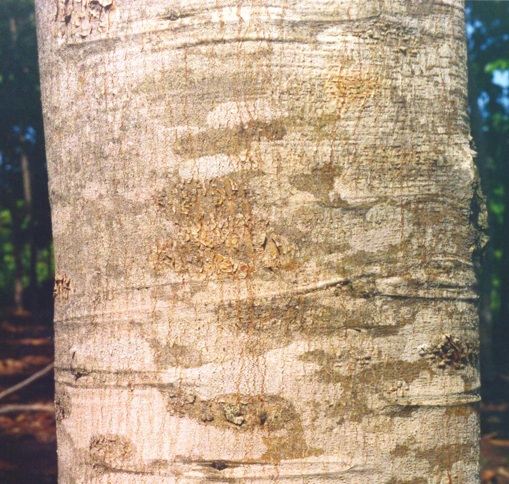 taxonômica de Parkia multijuga obedece à seguinte hierarquia: Nomes vulgares por Unidades da Federação: no Amazonas, faveira e paricá-de-terra-firme; em Mato Grosso, bajão; no Pará,