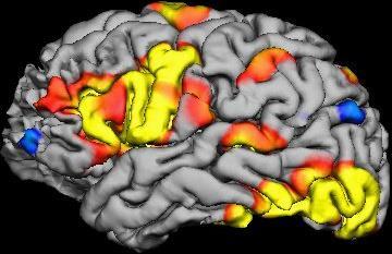 actividade cerebral