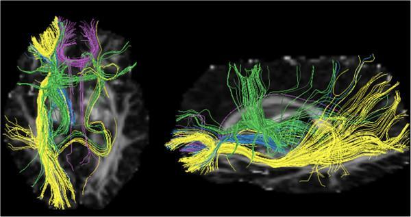 produz imagens in vivo do