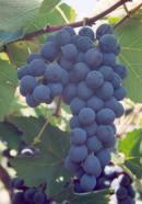 BRS Cora Lançada em 2004, a cultivar BRS Cora é indicada para a melhoria do suco de uva brasileiro em composição com outras cultivares como Isabel e Isabel Precoce especialmente em condições de clima