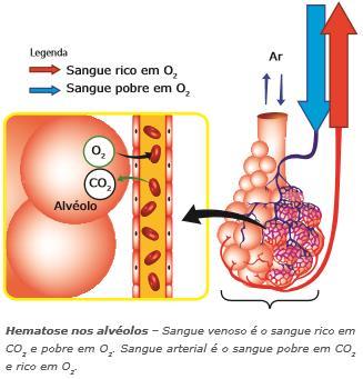 Sistema respiratório A troca gasosa é o fenômeno de troca