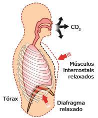 Sistema respiratório