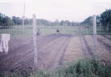 A produção agrícola voltada para a comercialização (foto 03) é escoada para as feiras de Manaus, ficando apenas o necessário para o consumo familiar.