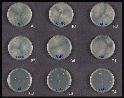 15 Figura 3: Crescimento das colônias do isolado B01 com 168 horas. A) controle, B) controle positivo álcool absoluto, C) tratamento com ácido tânico.