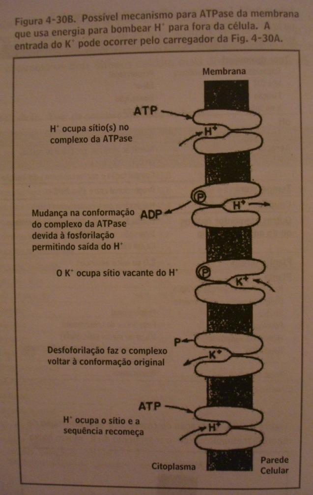 Absorção Ativa ATPase