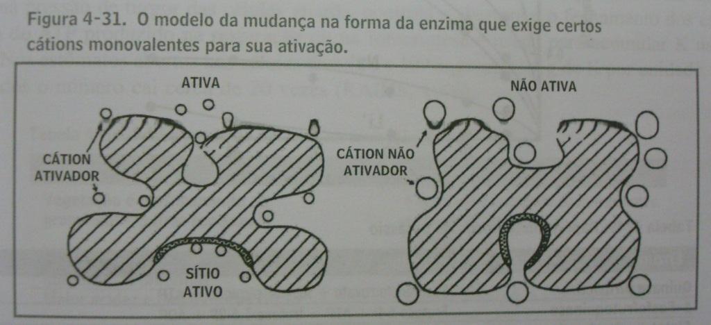 Funções Ativação de enzimas Mudança na conformação da molécula