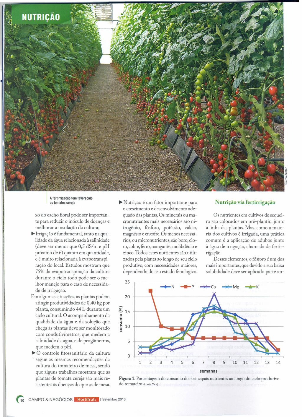 [ "5 ii' A ferlirrigaçã tem favrecid s tmates cereja x d cach flral pde ser imprtante para reduzir inócul de denças e melhrar a inslaçã da cultura; Irrigaçã é fundamental, tant na qualidade da água