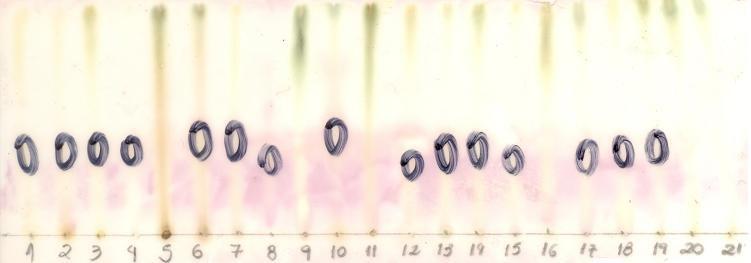 63 rf J FIGURA 22: cromatoplaca (eluída em BAW 8:1:1 e revelada com ninhidrina) correspondente às algas Plocamium brasiliense 1 (1); Plocamium brasiliense 2 (2); Plocamium brasiliense 3 (3); Hypnea