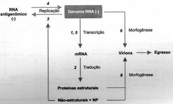 Ciclo replicativo dos vírus da classe V ssrna (-) Genomas não segmentados: -2 mrnas Para tradução Para replicação Trazem a replicase viral (RNA