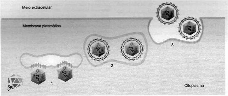 Maturação por brotamento Maturação intracitoplasmática de vírus envelopados por brotamento -