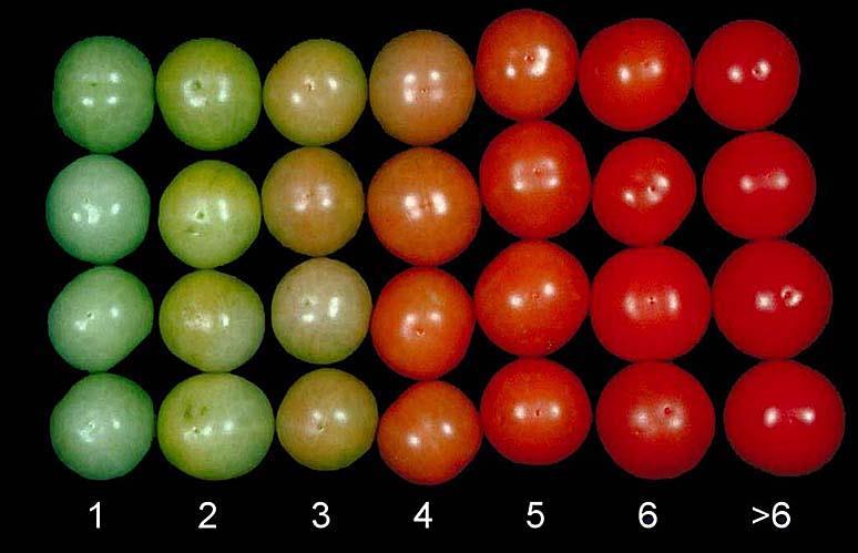 poucos benefícios para a manutenção da qualidade da beringela (Cantwell e Suslow, 1997). 2.7.14. Tomate (Lycopersicon esculentum L.) Fruto do tomateiro, pertence à família botânica das Solanáceas.