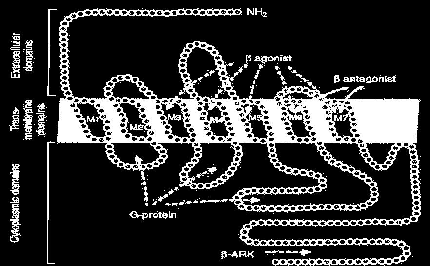 NH 2 agonista β antagonista β M1