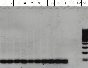 V Jornada Acadêmica da Embrapa Soja 55 O sistema para detecção apresentou elevada especificidade, sendo detectada a presença do fragmento esperado, de 890 pb, apenas quando DNA da amostra de soja