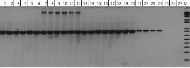 Resultados similares foram obtidos na PCR quantitativa, onde todas as amostras contendo DNA do evento Cultivance, mesmo na presença de outros eventos, apresentaram valores de Ct em média, em torno de