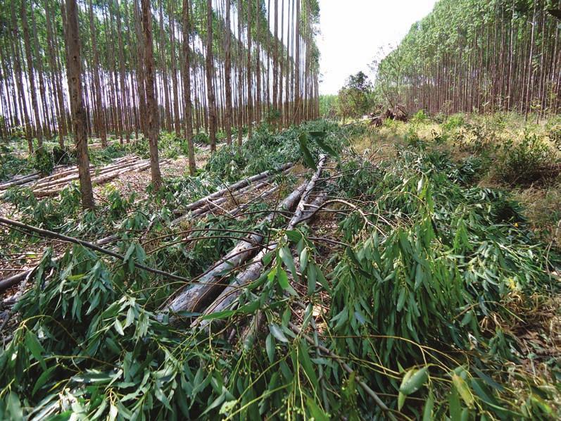 CAPÍTULO 9 Manejo das árvores e propriedades da madeira em sistema de ILPF com eucalipto 131 FIGURA 9.6 - Desbaste de árvores de eucalipto.