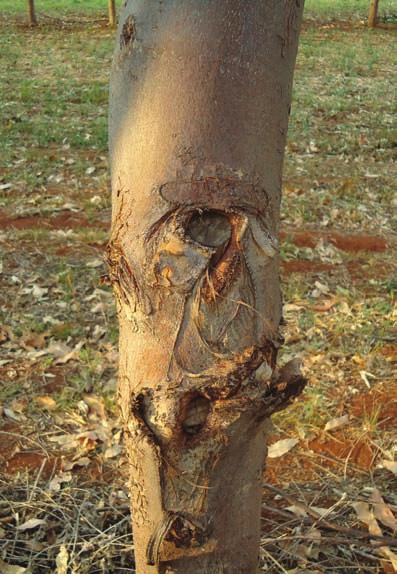 136 Sistemas de integração lavoura-pecuária-floresta: a produção sustentável FIGURAS 9.10 A e B - Troncos de eucalipto em sistema de ILPF com defeito ( nó ), gerado pelo manejo errôneo da desrama.