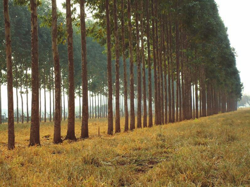 CAPÍTULO 9 Manejo das árvores e propriedades da madeira em sistema de ILPF com eucalipto 139 FIGURA 9.