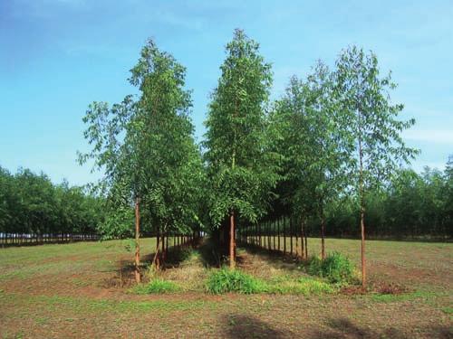 lavoura-pecuária-floresta com eucaliptos em