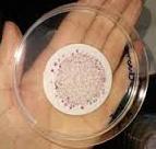 seletivo em uma placa petri Incubação das placas em temperatura e tempo específicos 4 Contagem de colônias