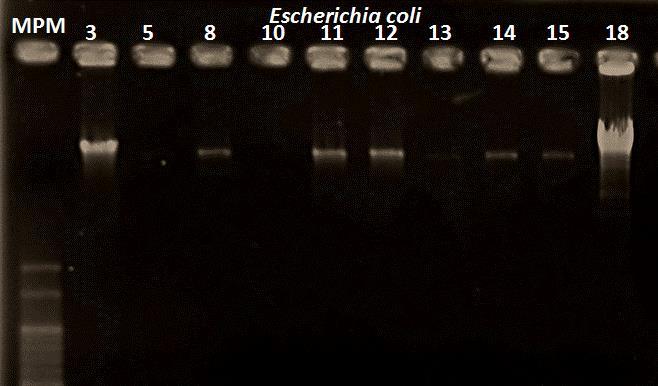 que a presença deste microrganismo pode estar relacionada a níveis significativos de enteropatógenos (Ducas e Silva, 2011). Em estudo publicado por Elder et al.