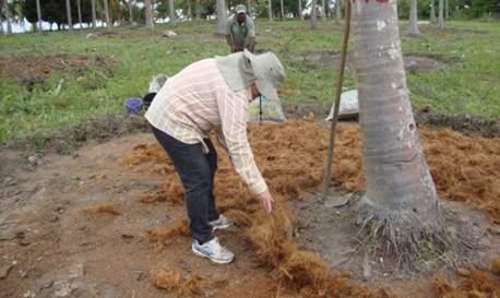 Seminário sobre Manejo Sustentável para a Cultura do Coqueiro 97 Segunda camada: distribuir