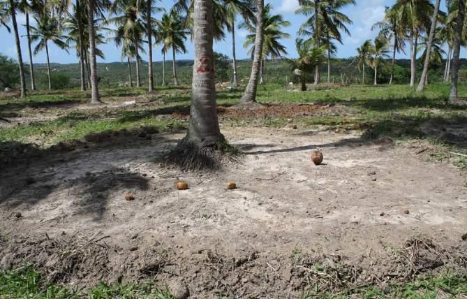 Seminário sobre Manejo Sustentável para a Cultura do Coqueiro 95 Na compostagem laminar montada com materiais originados da própria área ou de áreas externas, inicialmente não há distinção de camadas