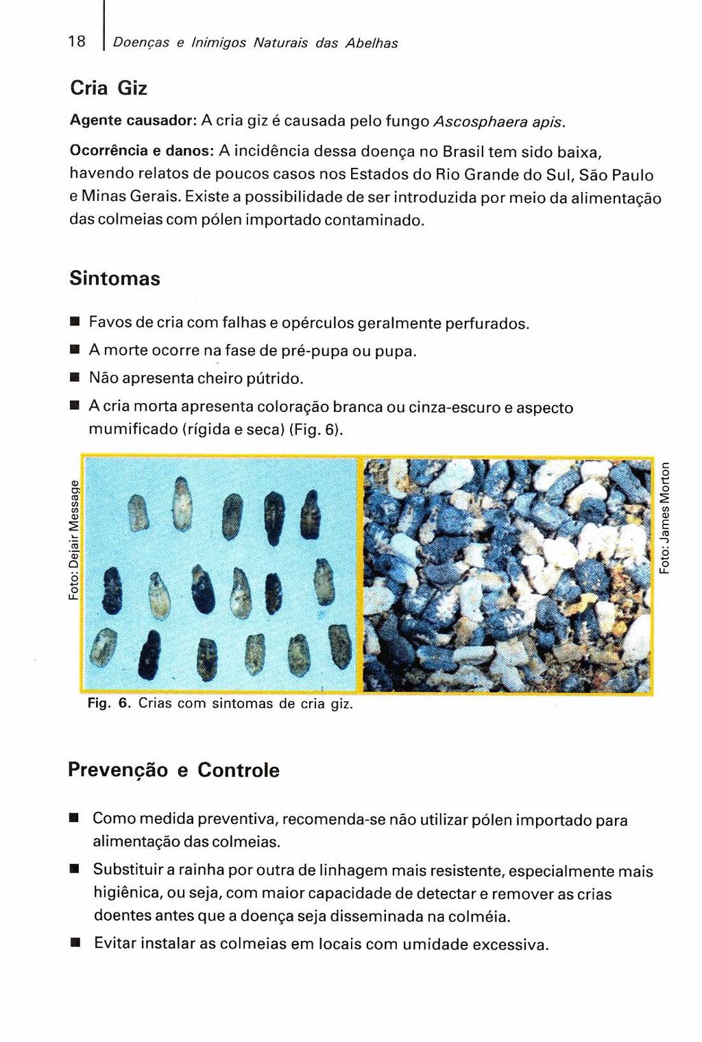 18 Doencas e Inimigos Naturais das Abelhas Cria Giz Agente causador: A cria giz é causada pelo fungo Ascosphaera apis.