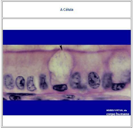 Ele é ilustrado com fotomicrografias das células de diferentes tecidos e órgãos e eletromicrografias das organelas para explicar a constituição da célula (Figura 2).